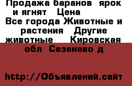 Продажа баранов, ярок и ягнят › Цена ­ 3 500 - Все города Животные и растения » Другие животные   . Кировская обл.,Сезенево д.